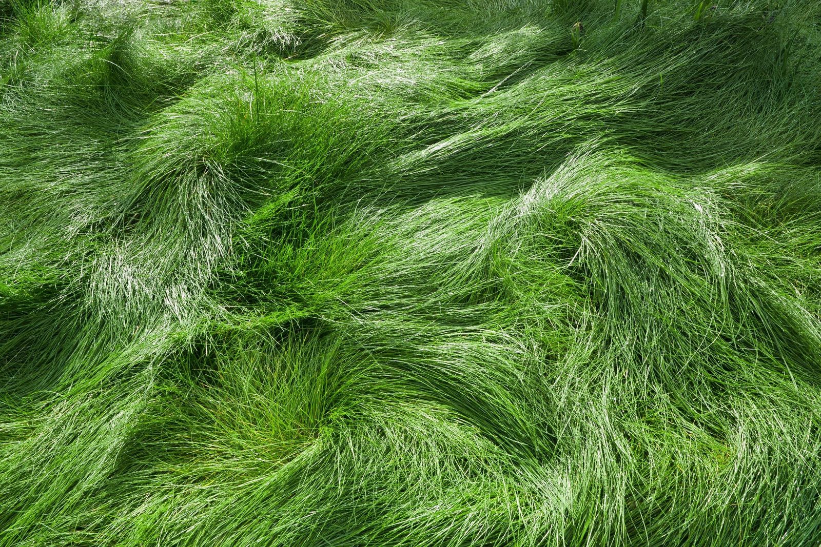 Lush green grass undulates gently, illuminated by sunlight, creating a textured, vibrant surface in a natural outdoor setting.