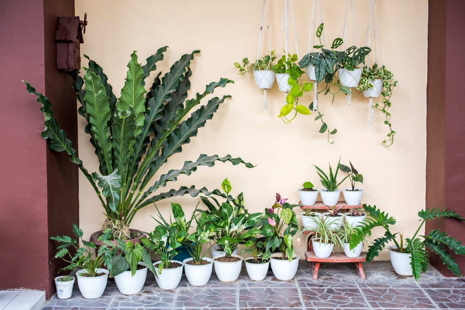 A variety of potted plants flourish on a tiled surface, with hanging planters above, against a light-colored wall and brown accents.