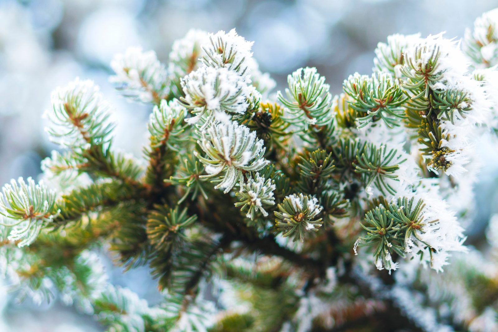 What Happens To Leaves During Winter?