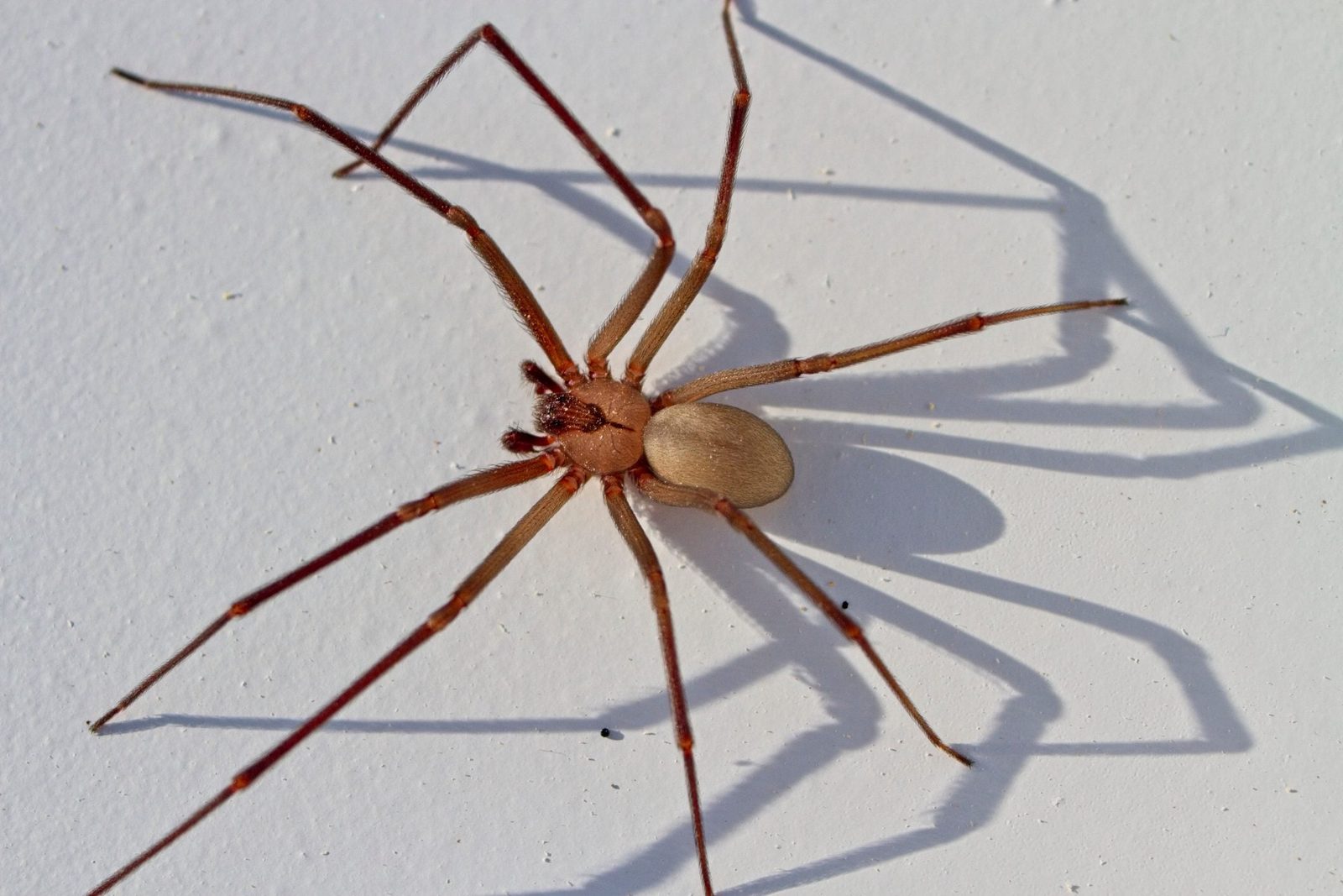 A brown spider with long legs crawls on a white surface, casting a shadow that accentuates its shape in a well-lit environment.