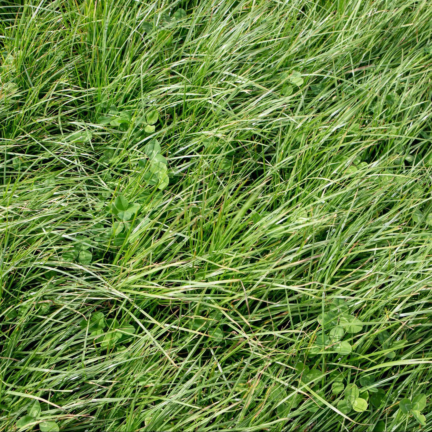 What To Know About Cool-Season Grasses