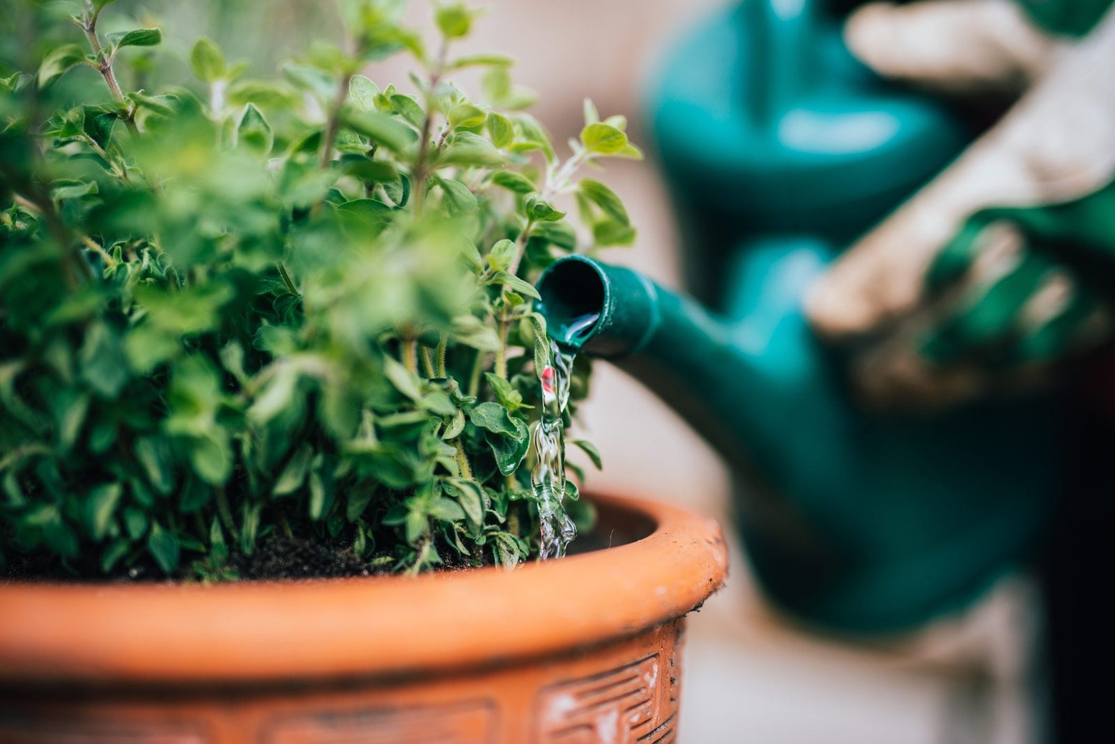 A green watering can pours water onto a potted herb plant, surrounded by lush foliage in a light outdoor setting.