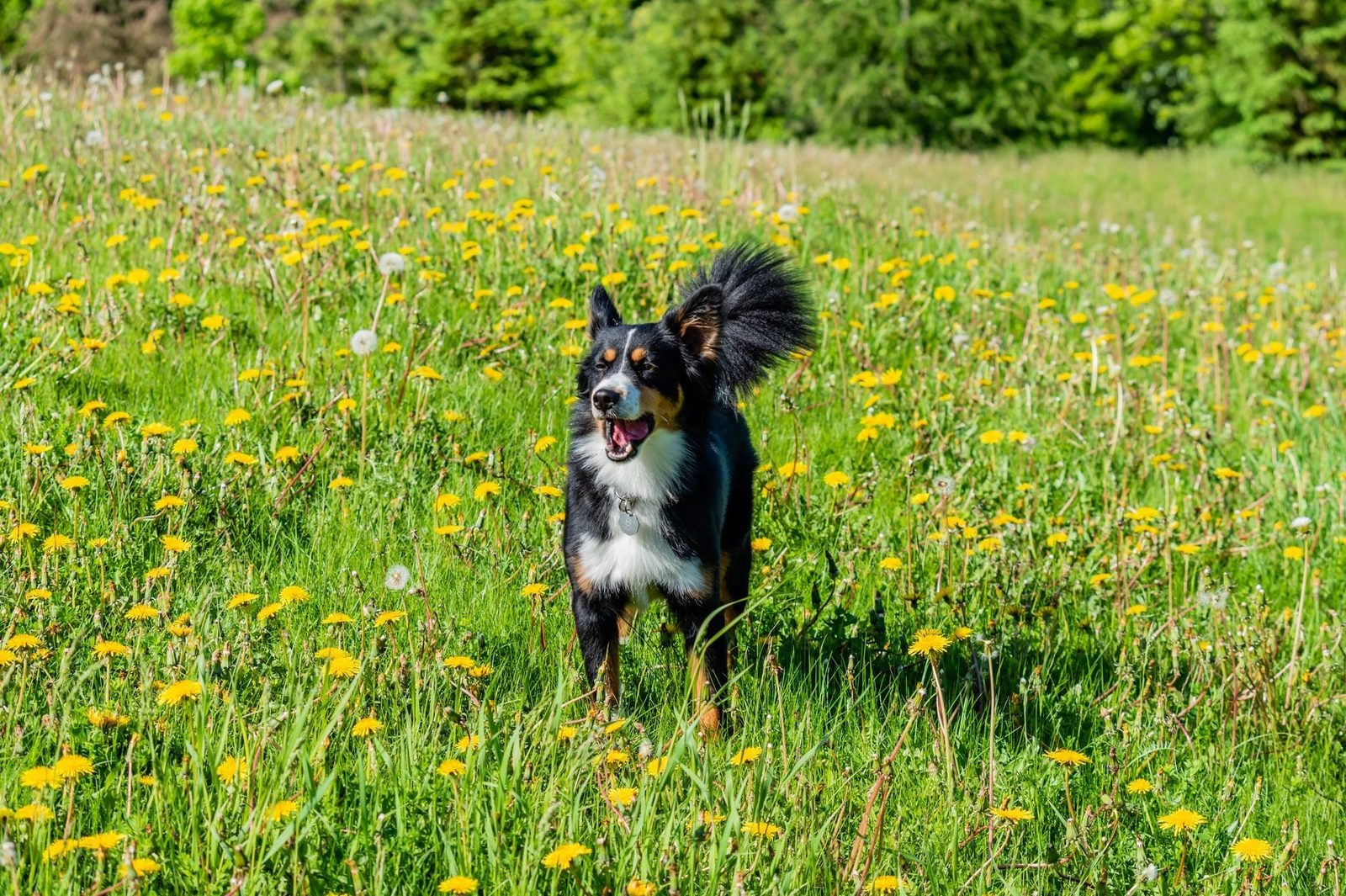 A black and tan dog runs joyfully through a vibrant field of yellow dandelions and green grass under a sunny sky.