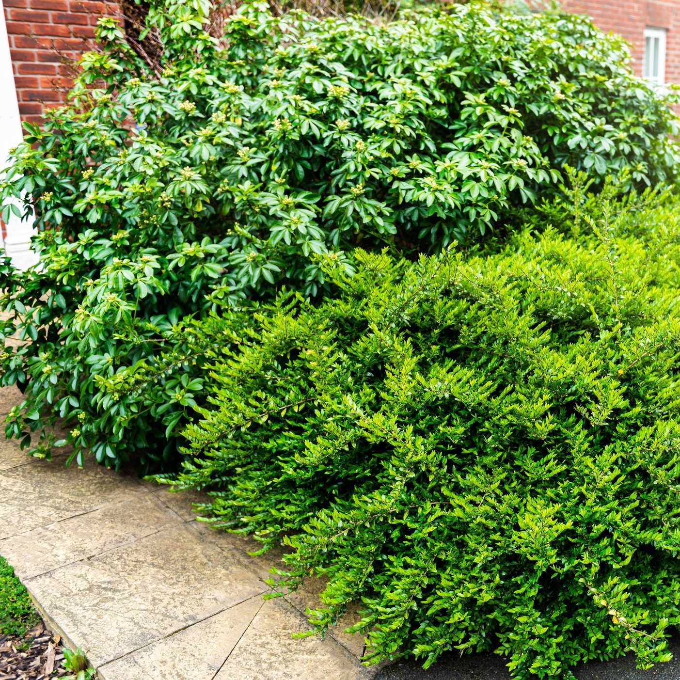Homeowner's Guide to Shrub Care