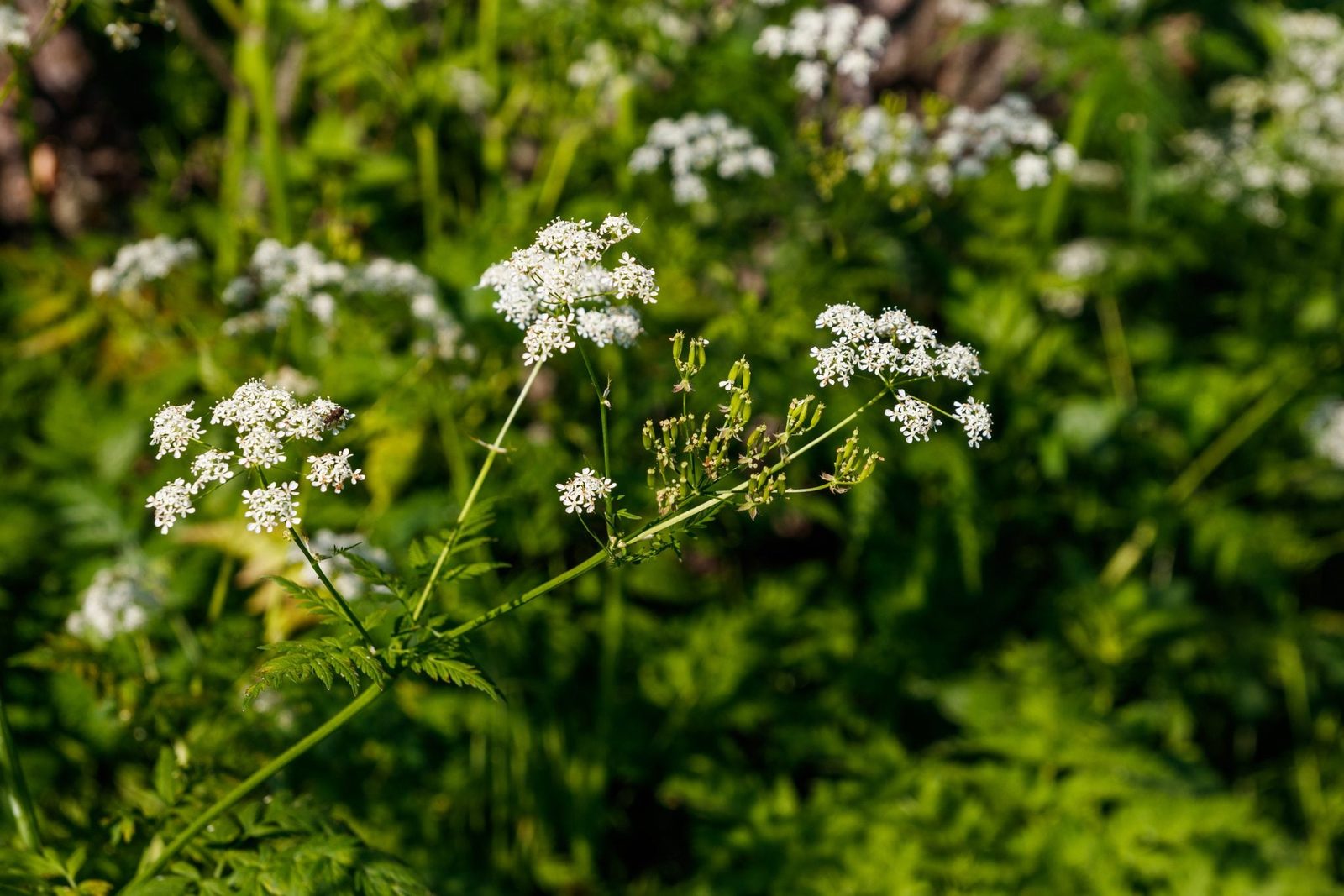Delicate white flowers bloom on slender stems, swaying gently in a sunlit, green background filled with lush foliage and wild plants.