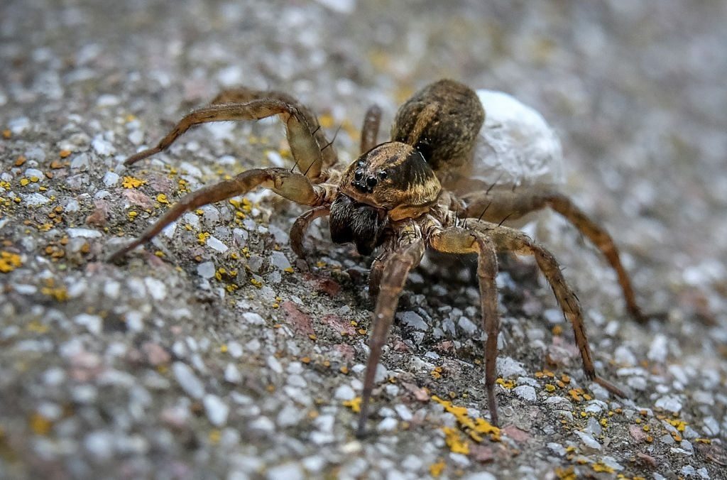A spider with a white egg sac on its back crawls across a textured, speckled surface with patches of color and lichen.