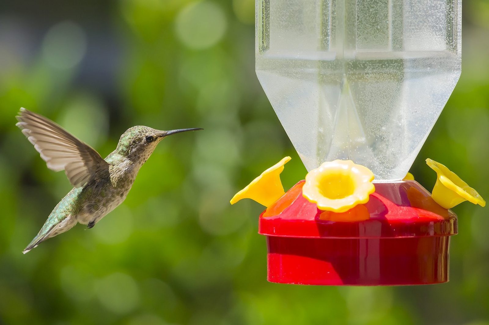 How Do I Keep Ants Out of my Hummingbird Feeder?