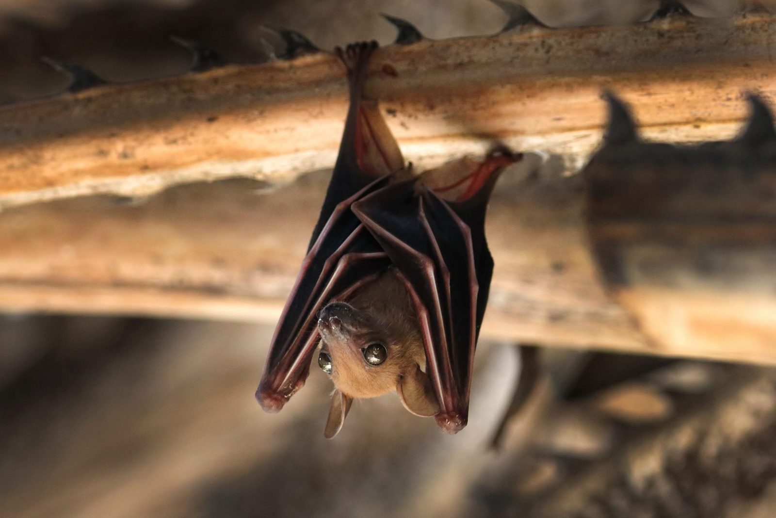 A bat hangs upside down from a wooden structure, calmly observing its surroundings with wide eyes in a dimly lit area.