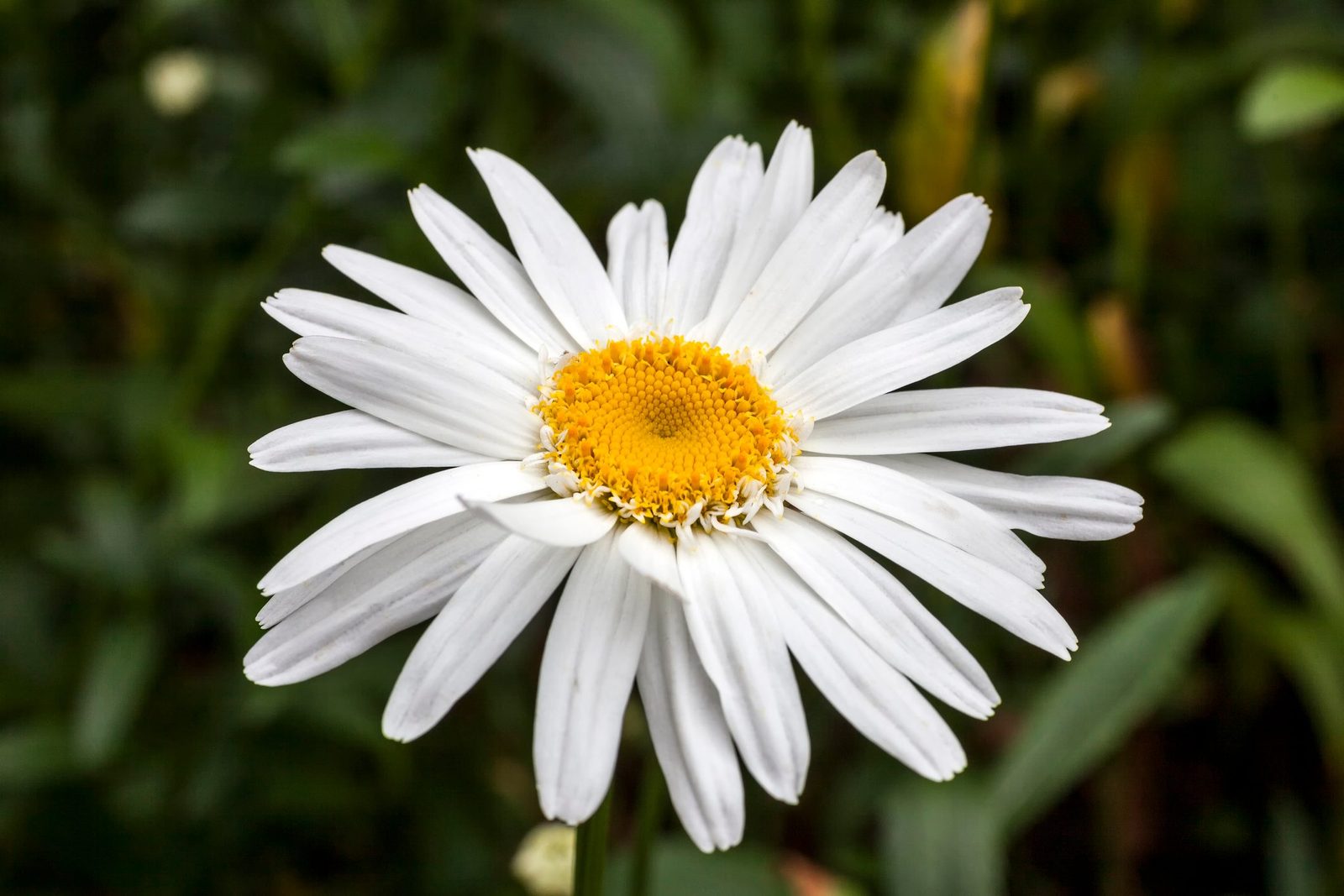 Growing Shasta Daisies: Everything You Need To Know
