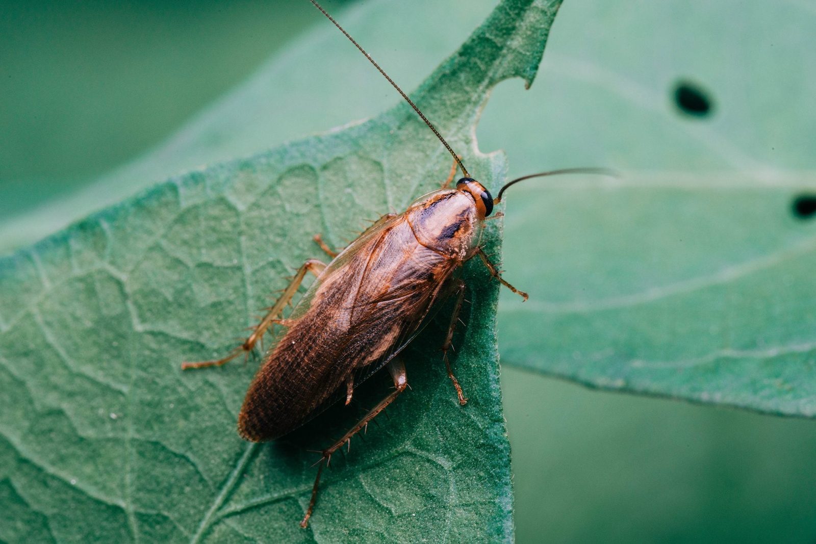 A brown cockroach crawls on a green leaf, showcasing its segmented body and long antennae against a blurred natural background.