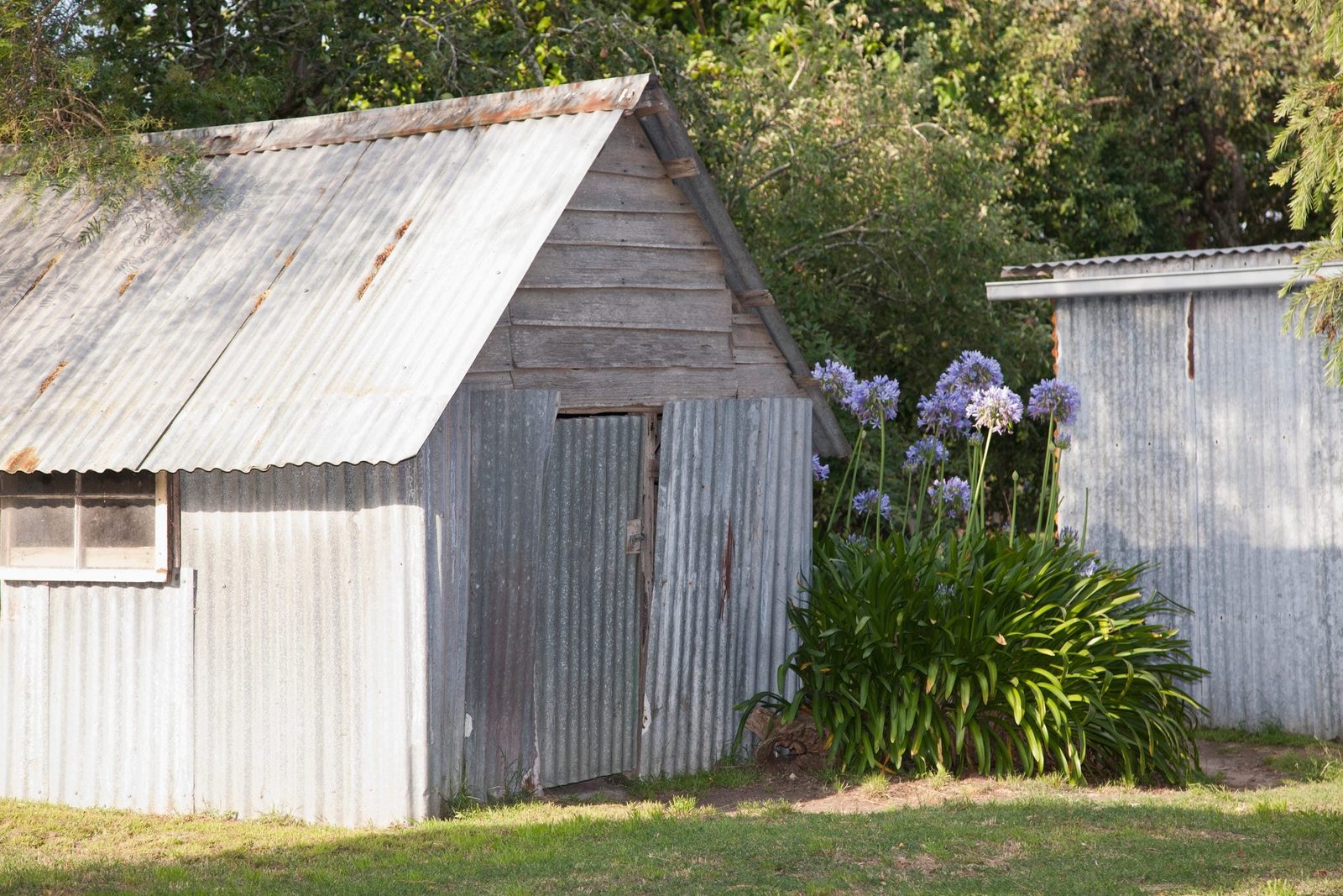 A backyard shed against green foliage pictured on a bright, sunny day in a residential backyard