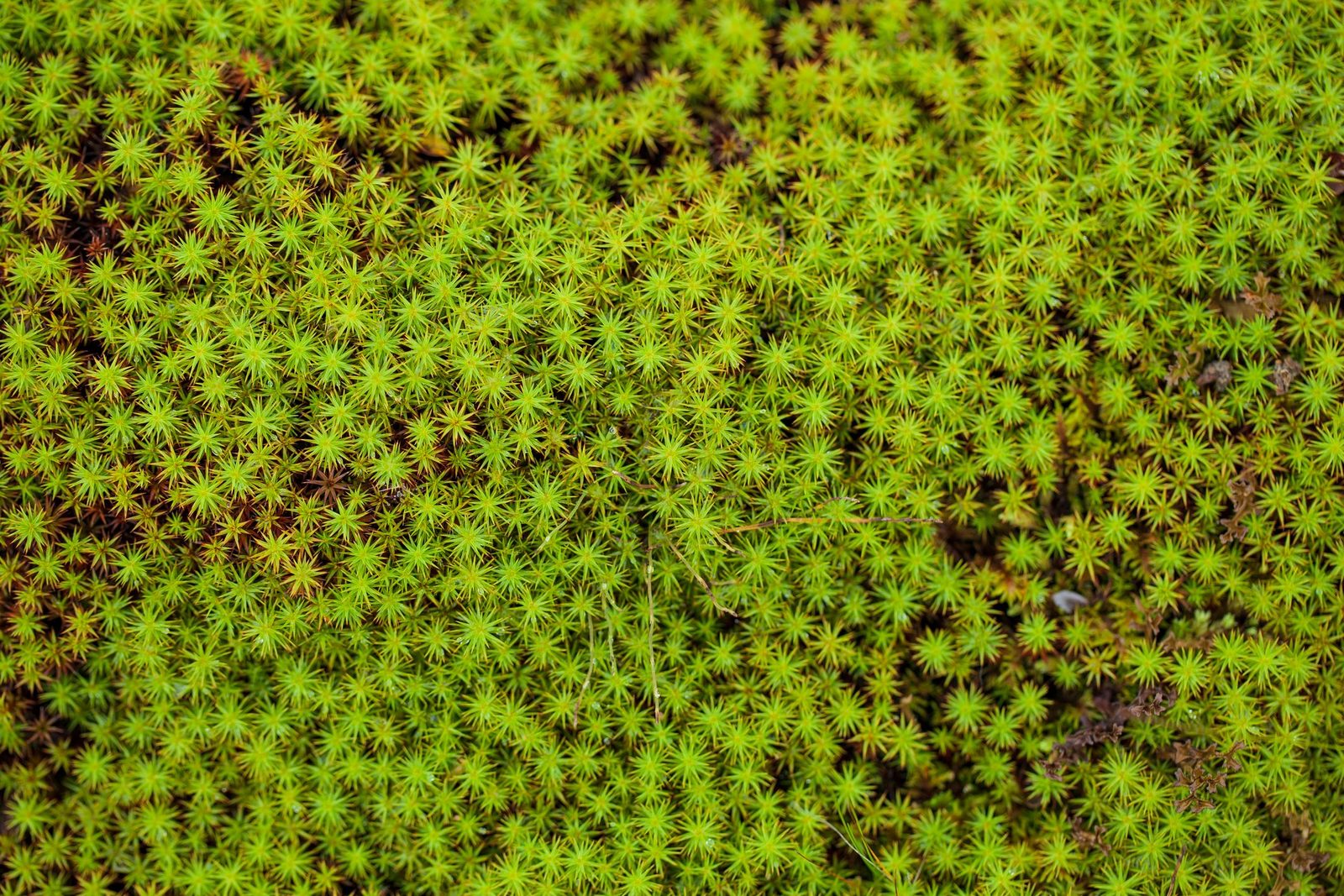 What is Sphagnum Peat Moss and How Do I Use It?