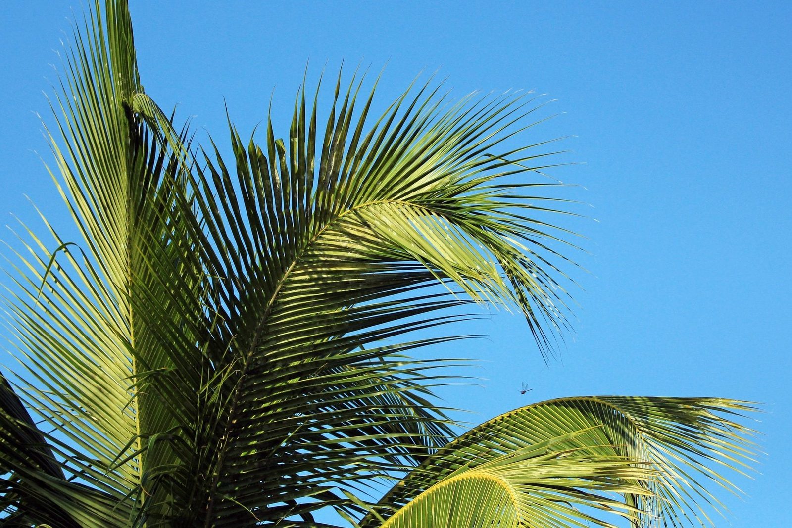 Lush green palm fronds sway gently in the breeze against a clear blue sky, creating a tropical, serene atmosphere.