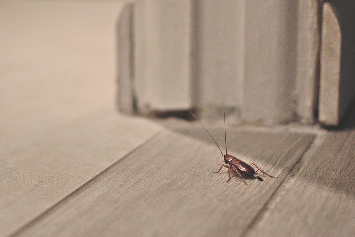 A cockroach crawls along a wooden floor near a wall corner, with soft lighting highlighting its brown body and long antennae.