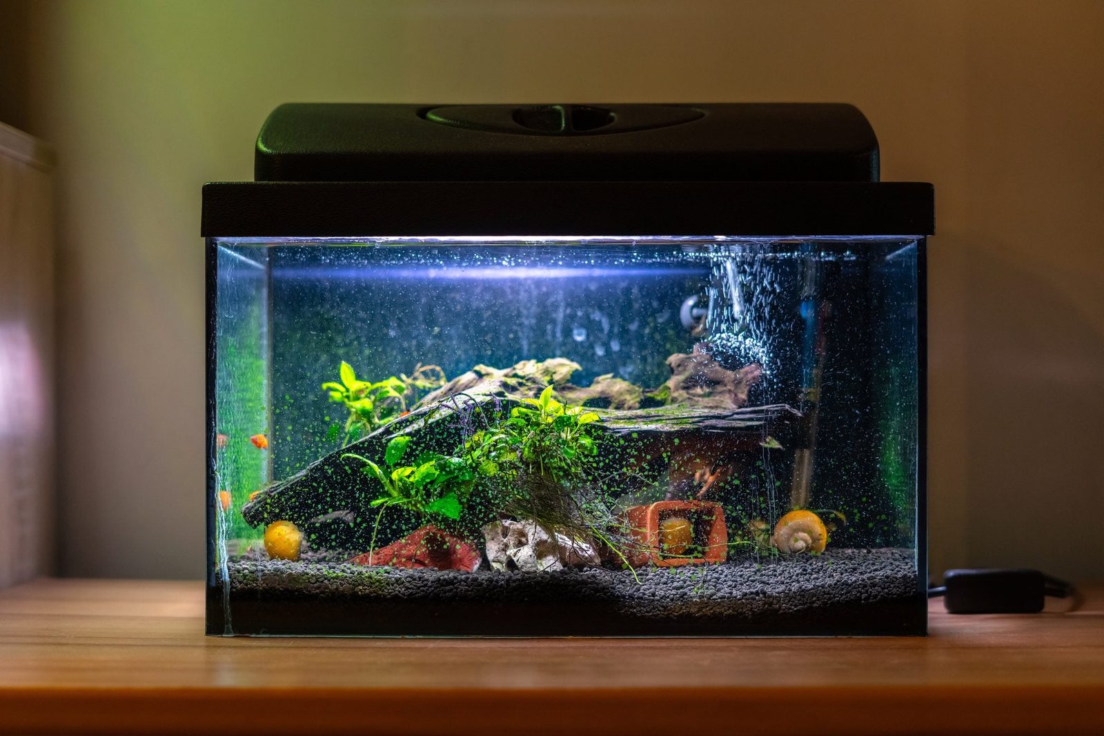 A fish tank contains aquatic plants, driftwood, and rocks. Bubbles rise to the surface, creating a serene atmosphere on a wooden surface.