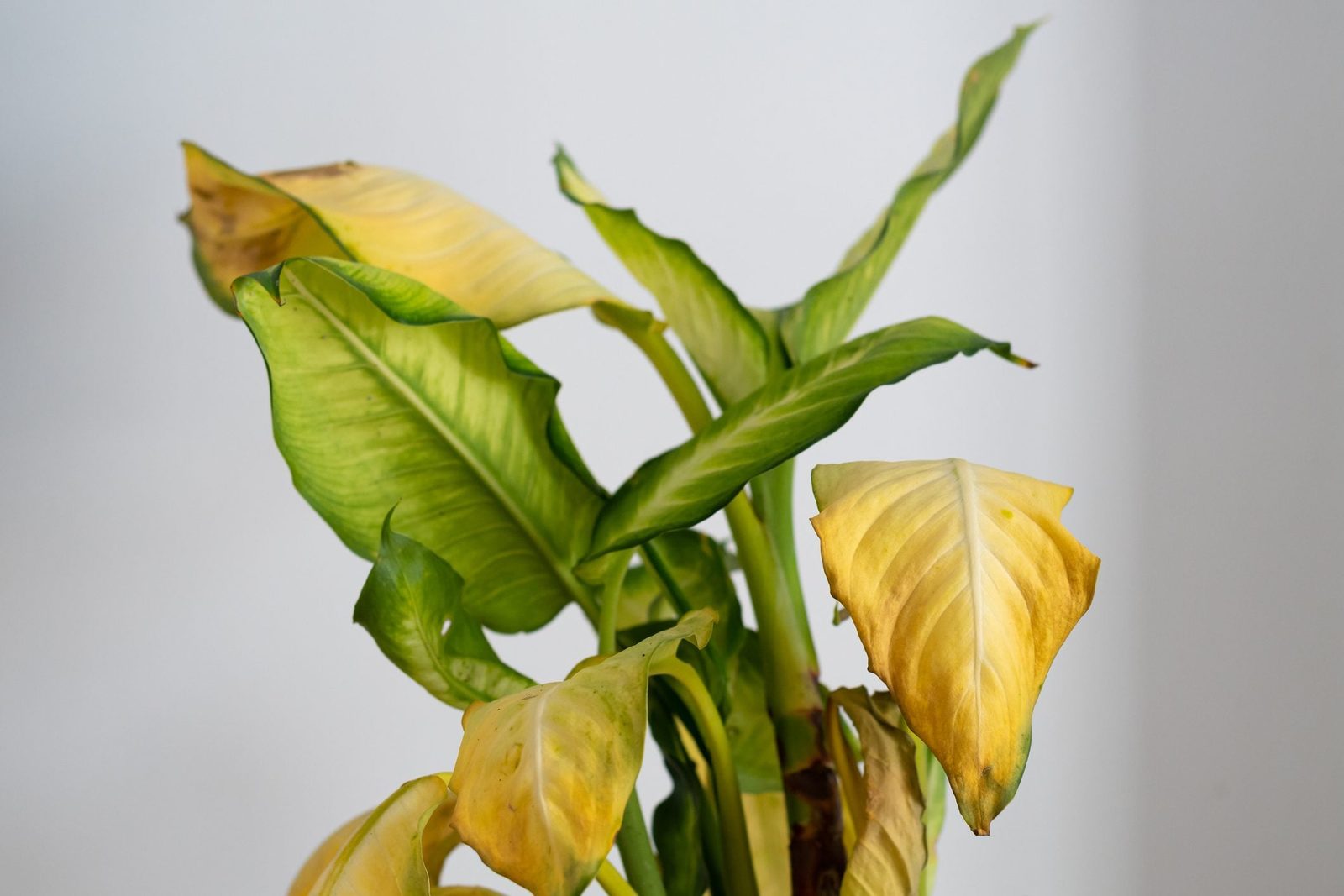 A plant displays yellowing, drooping leaves, indicating distress. The green foliage contrasts with a plain, light-colored background, emphas