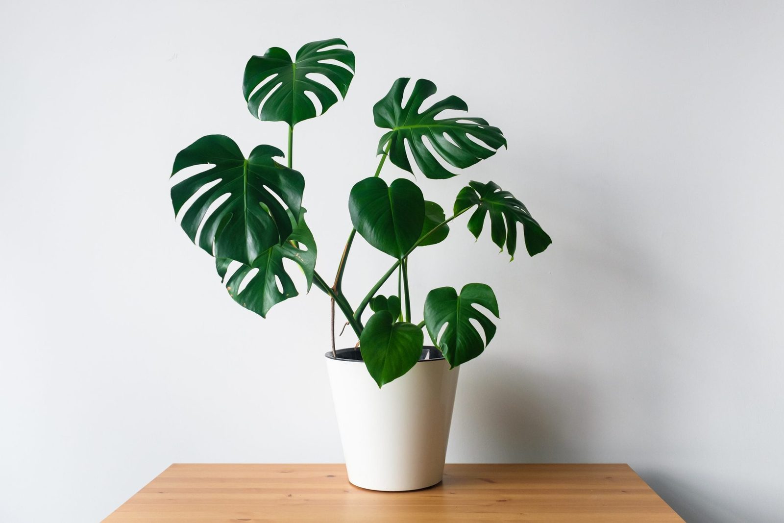 A potted plant with large green leaves stands on a wooden table against a plain white wall, displaying vibrant foliage in a minimalist envir