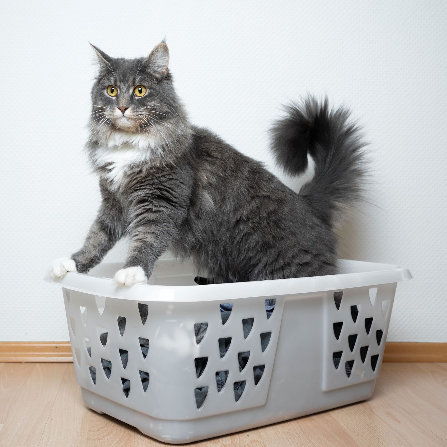 How to Get Cat Pee Out of Clothes and Its Smell Too
