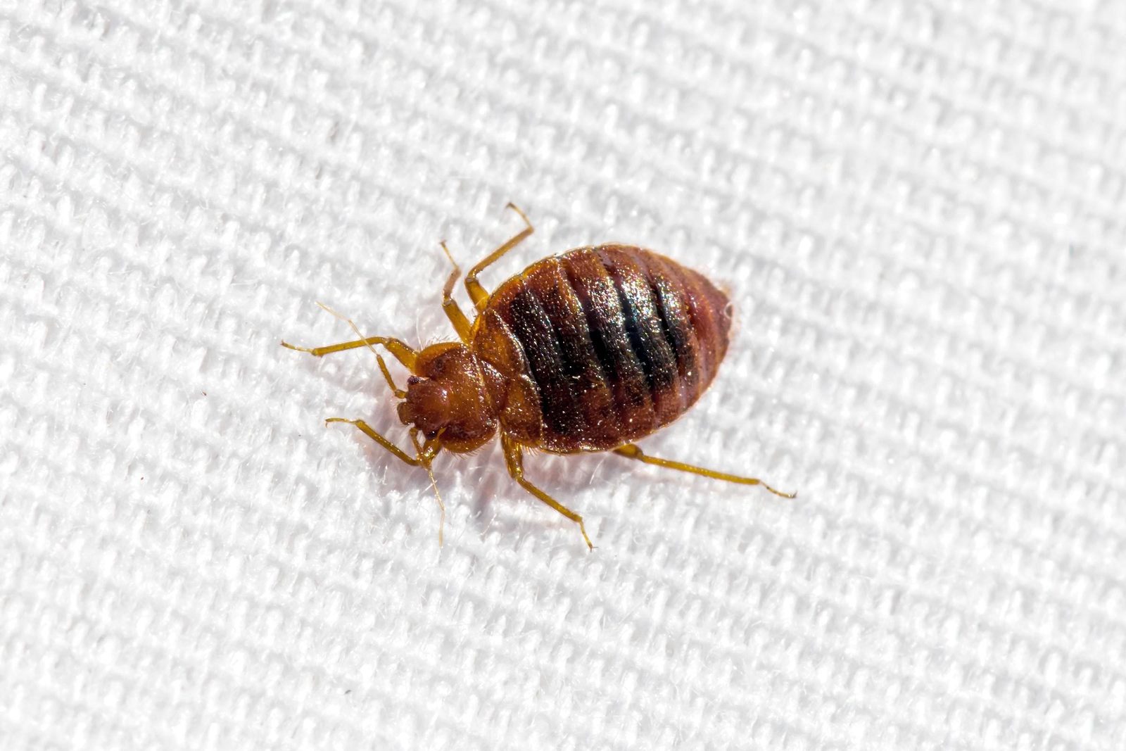 A brown bed bug crawls on a textured white surface, its segmented body displaying dark stripes while it navigates its surroundings.