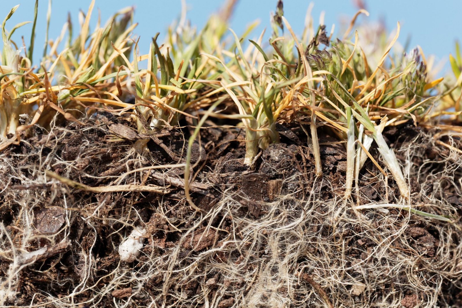 How to Take Care of Winter Weeds