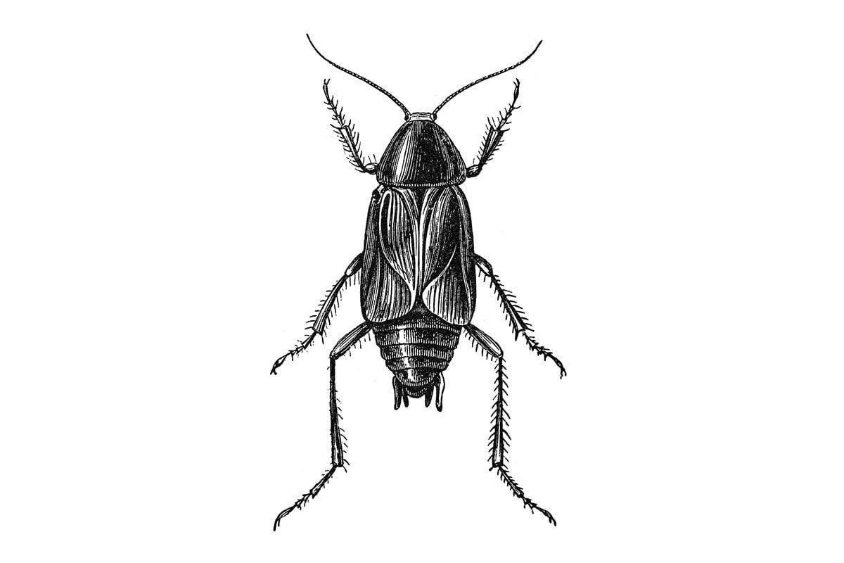 A detailed illustration of a cockroach is centered, showcasing its legs, antennae, and body structure against a plain white background.