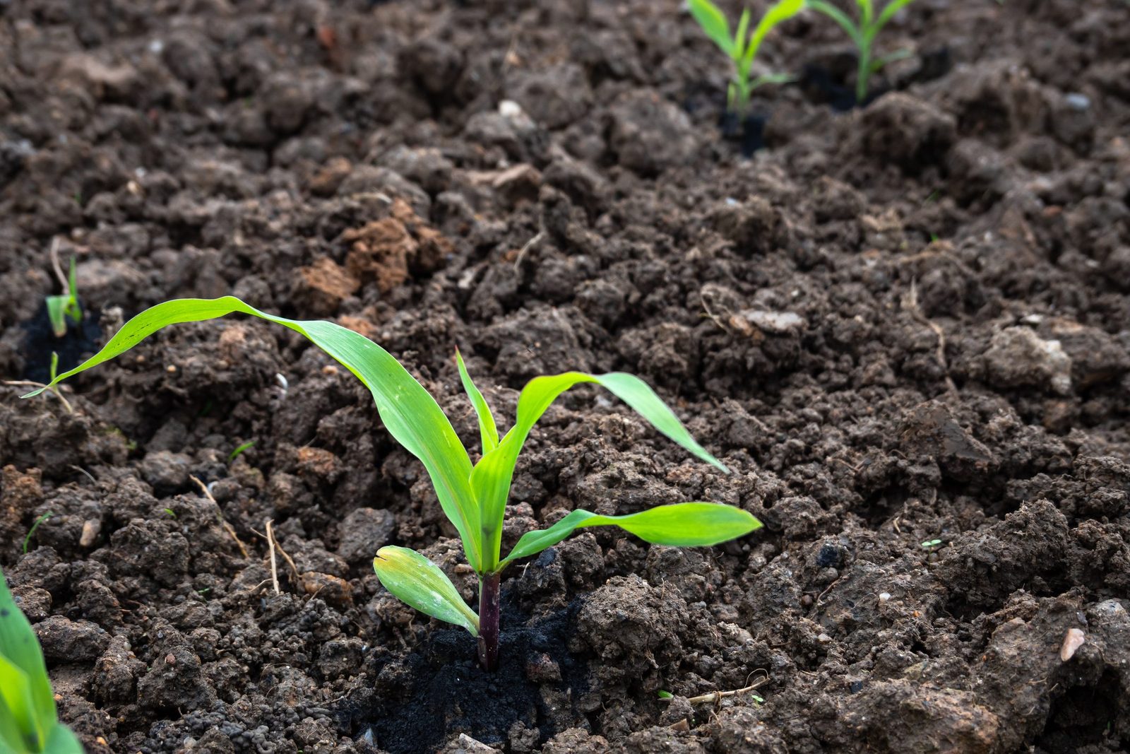How to Grow Corn in Your Backyard Garden