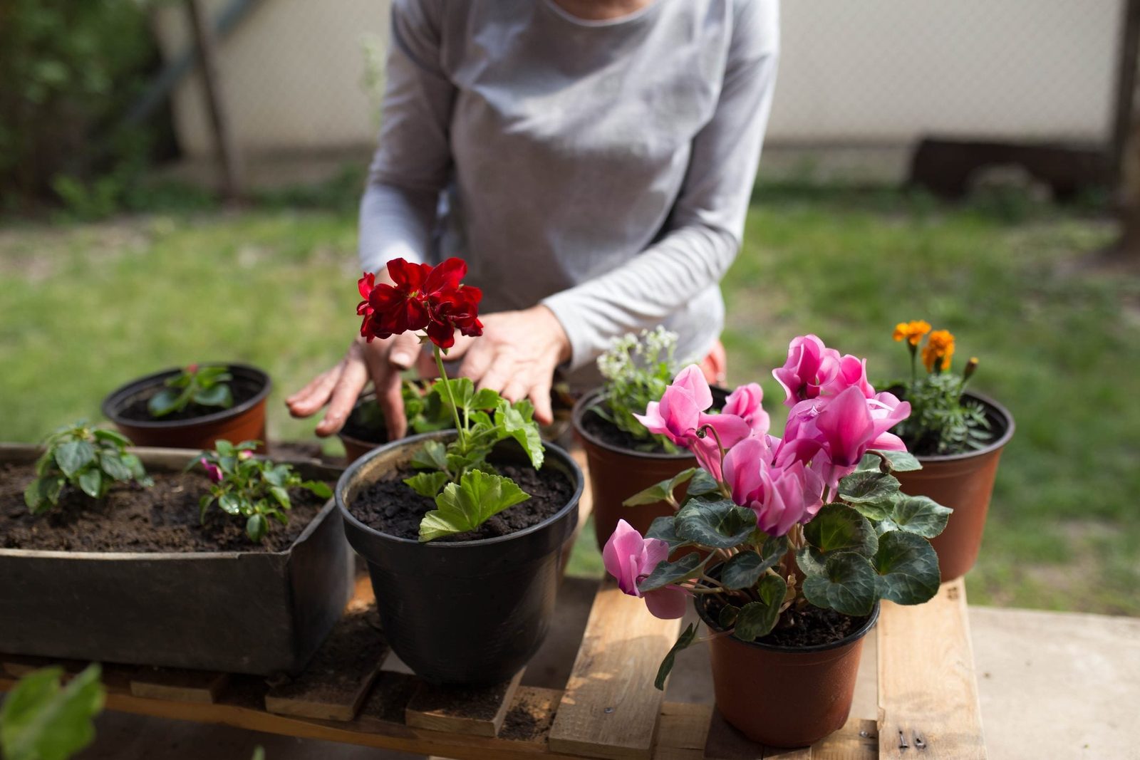 A person tends to potted flowers, rearranging them on a wooden surface in a green, outdoor environment. Brightly colored blooms are visible
