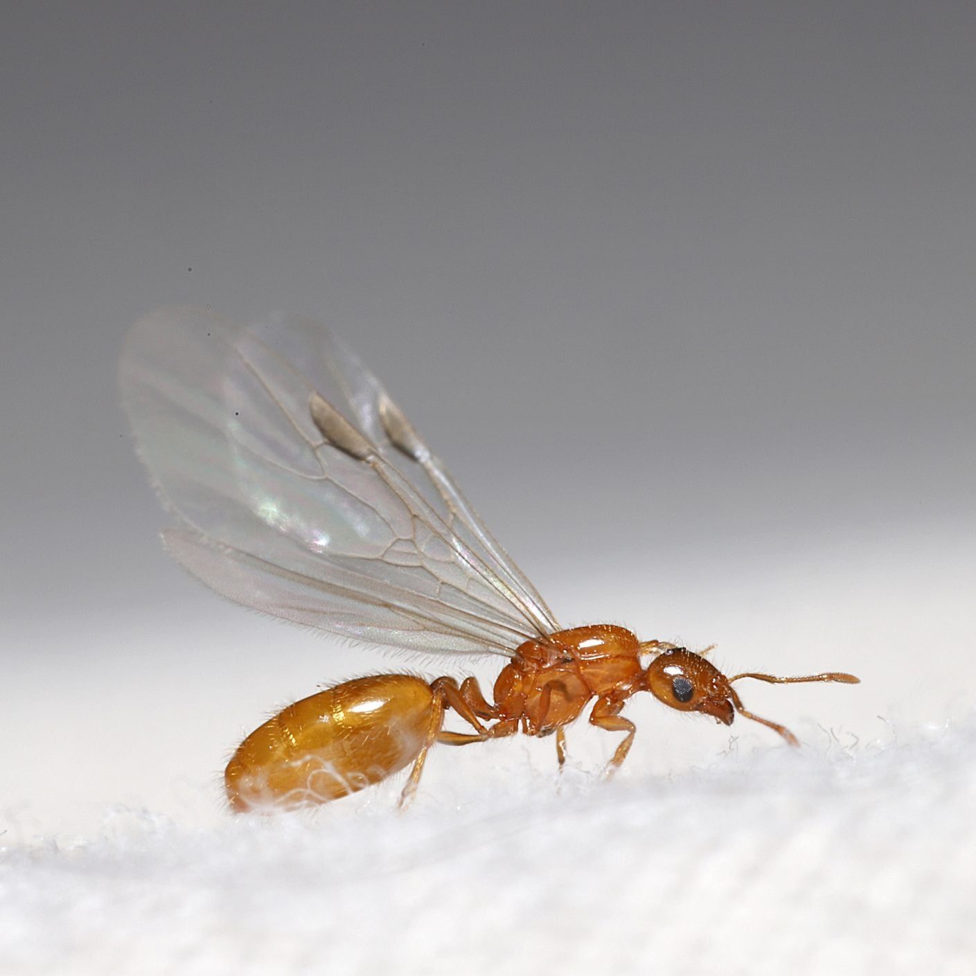 A small, brown insect with transparent wings crawls on a soft, light surface, appearing to explore its environment.