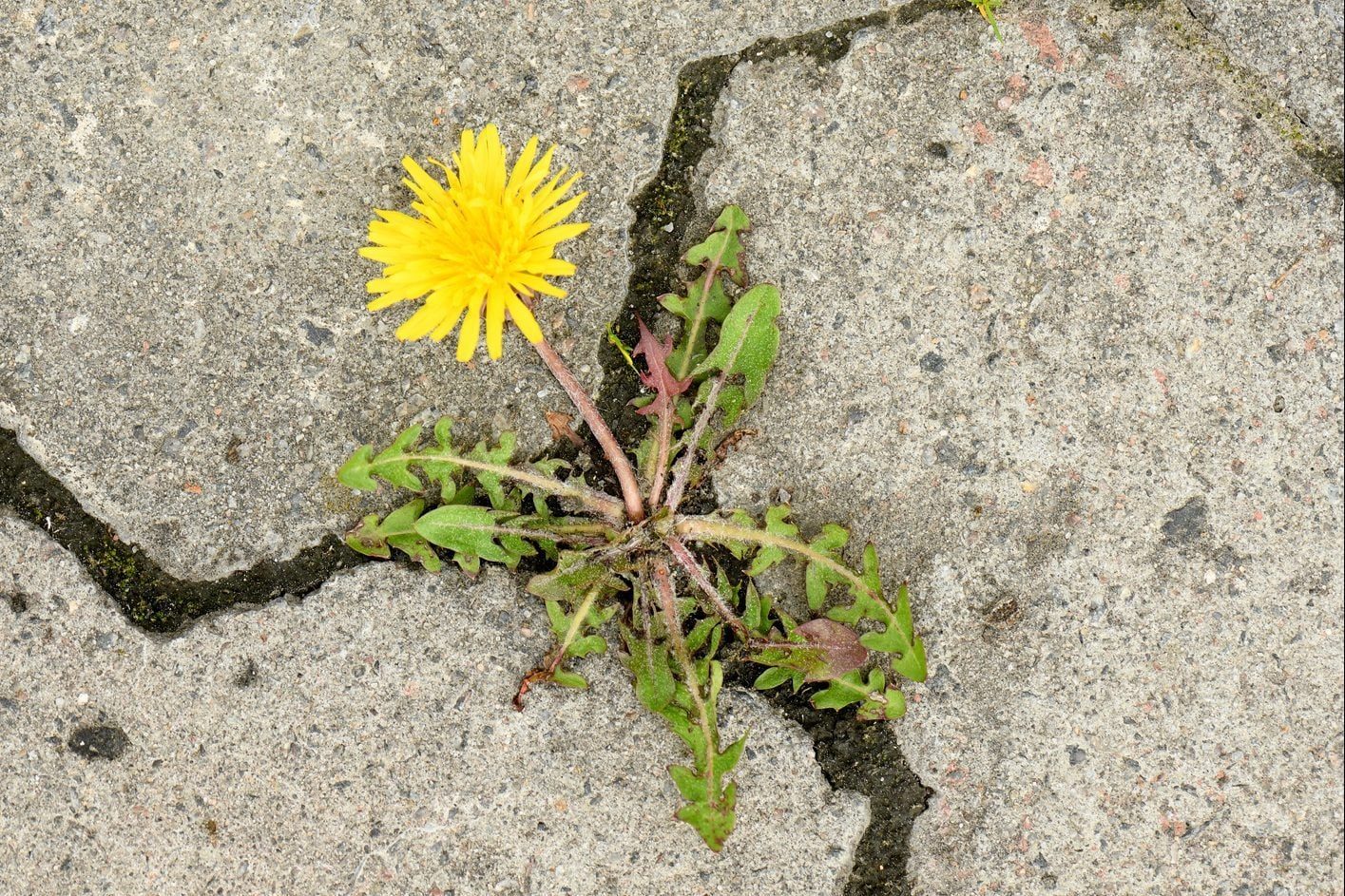 A yellow dandelion blooms amid cracks in gray pavement, growing stubbornly from the concrete, showcasing resilience in an urban environment.