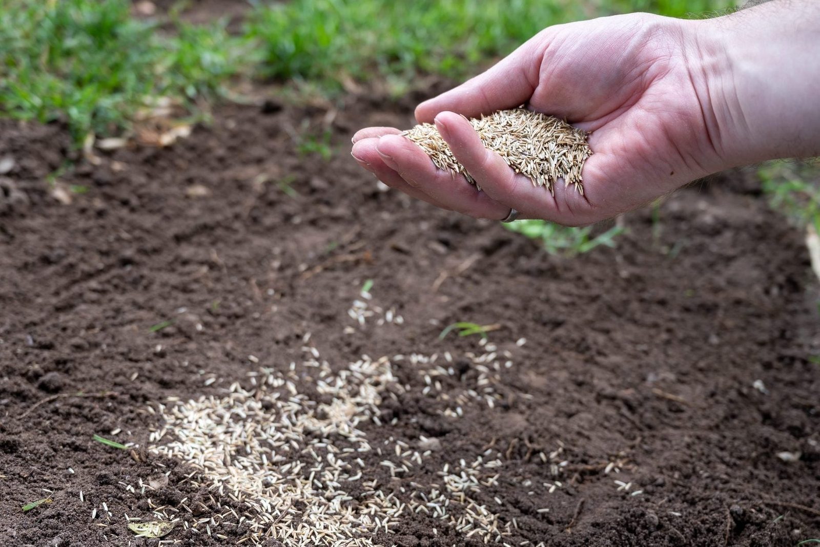 A hand holds grass seeds above soil, scattering them onto ground in a garden setting filled with greenery and fresh earth.