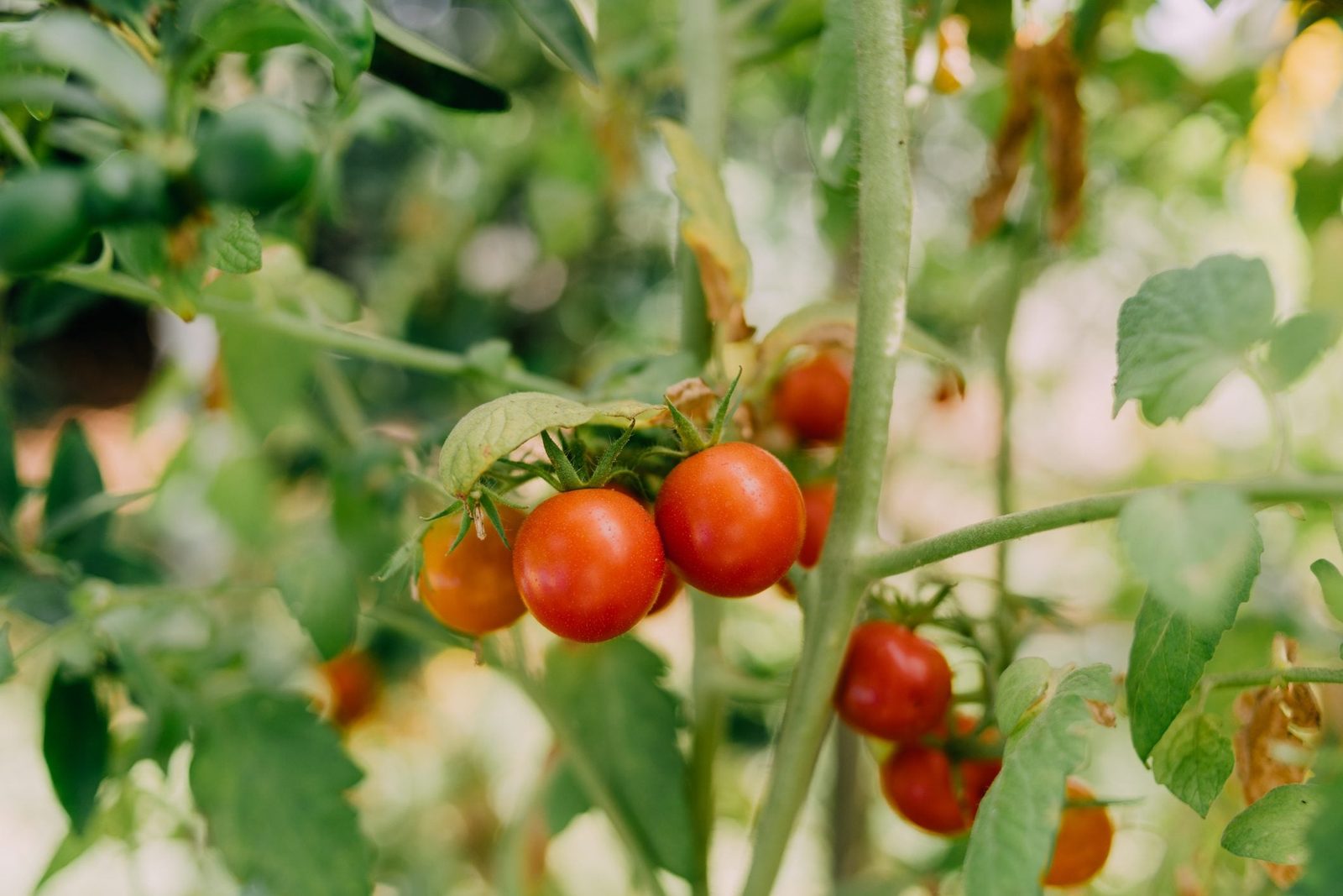 Deciphering Tomato Plant Tags: What Do Those Codes Mean?