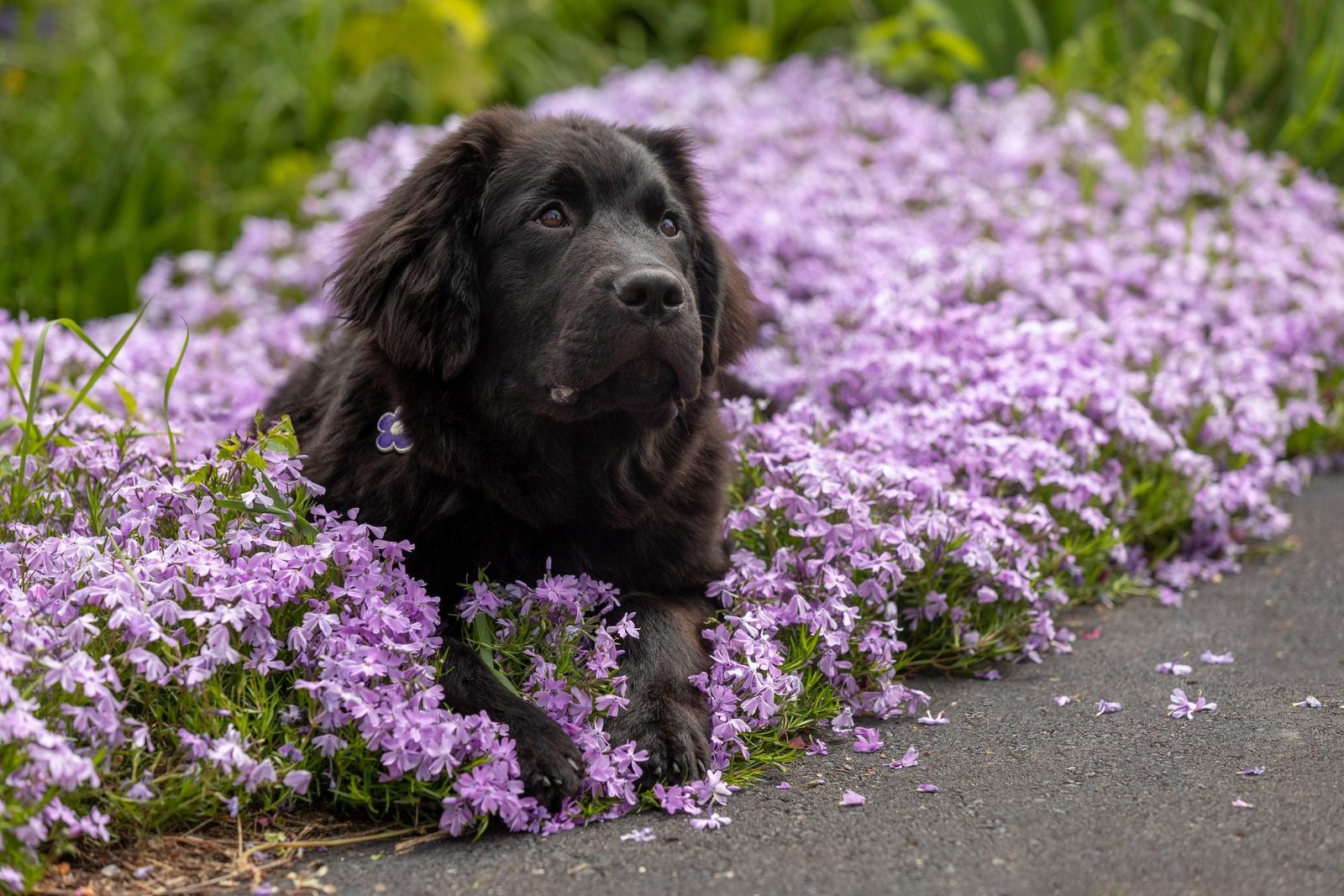 A black dog lies among vibrant purple flowers beside a path, gazing calmly into the distance. The setting is a lush garden.