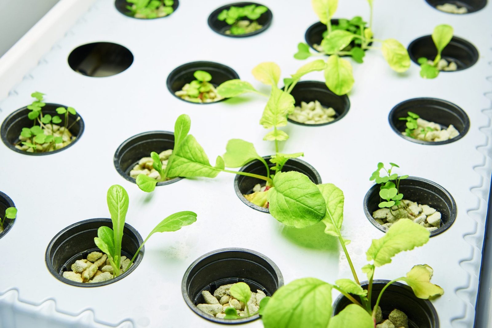 Grow Lights vs. Regular Light Bulbs: How They're Different