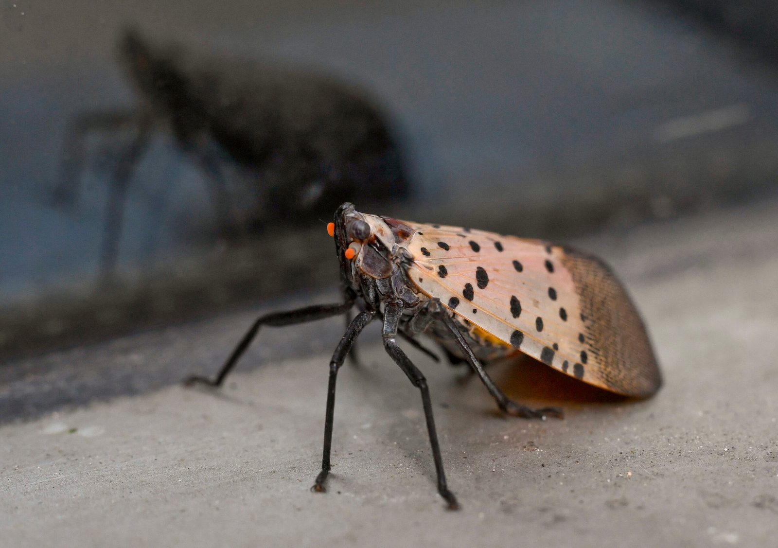Spotted Lantern Flies Are Spreading Across the U.S., What To Know