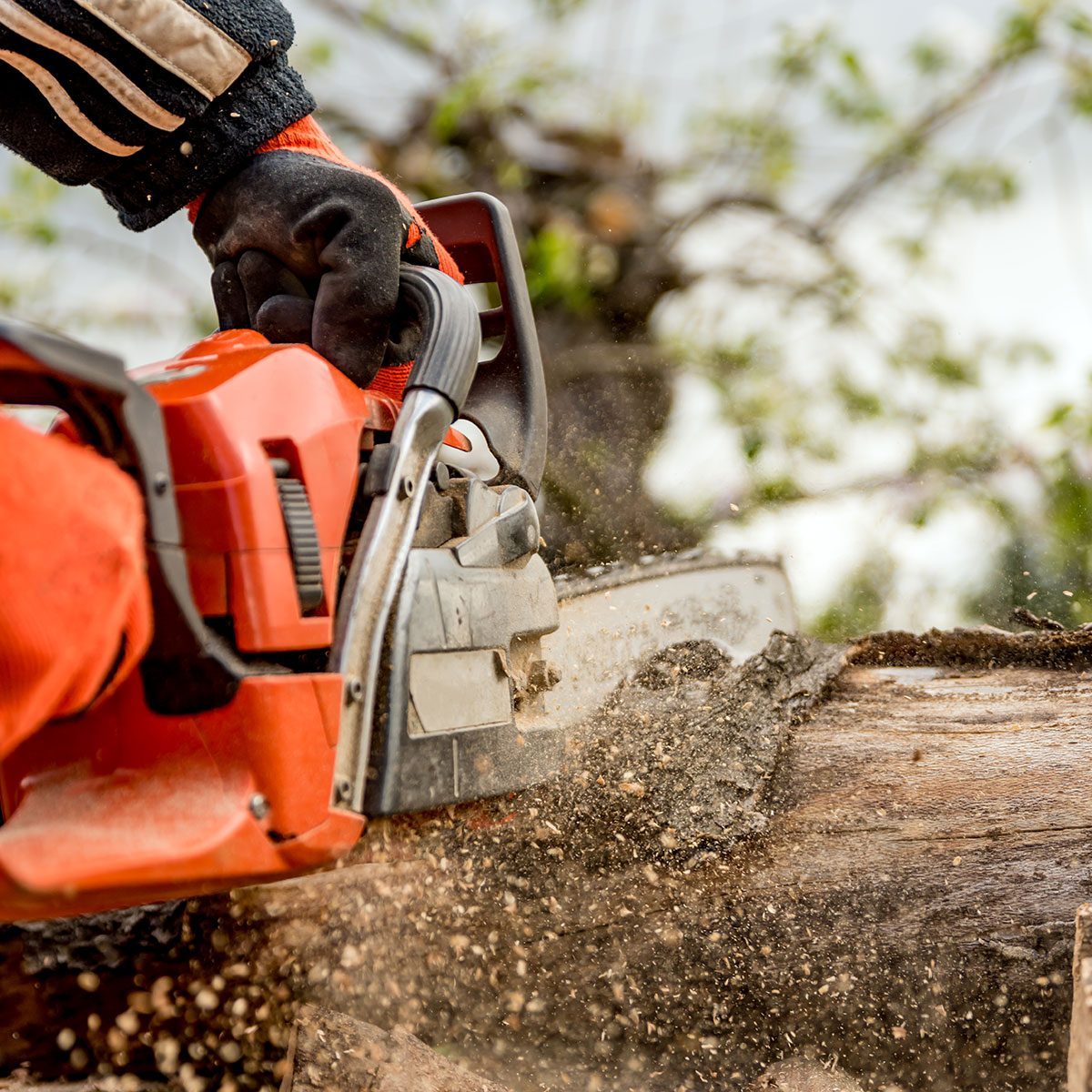 Everything to Consider When Buying a Chainsaw