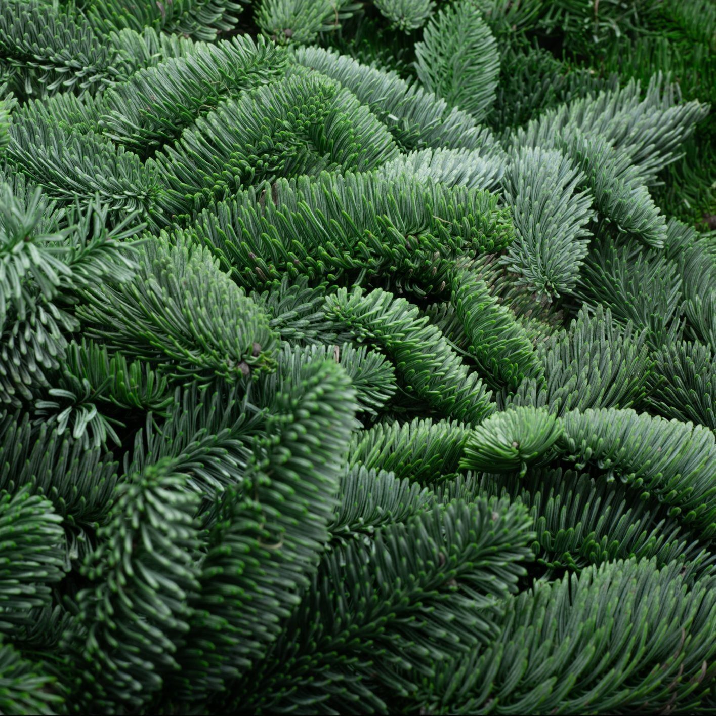 Live Christmas Tree vs. Artificial: Which One Is Better?
