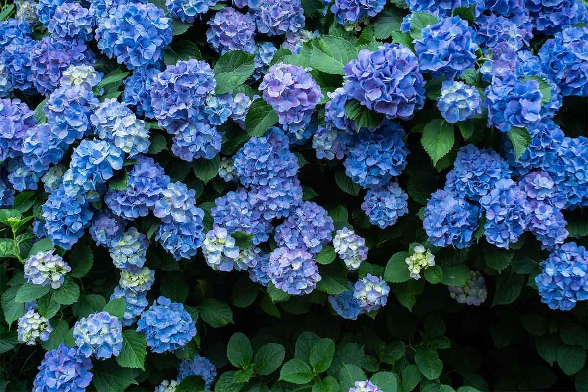 Tips for Growing and Caring for Hydrangeas