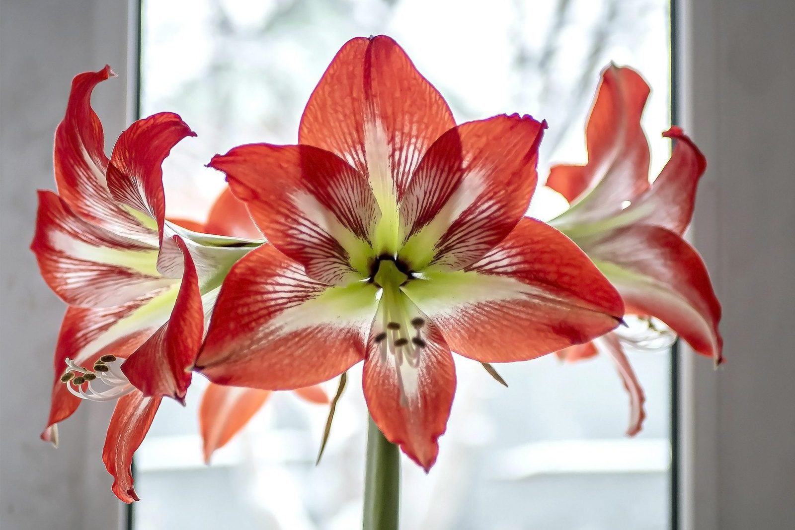 A vibrant red amaryllis flower blooms, displaying intricate patterns, while sunlight filters through a nearby window, creating a soft backgr