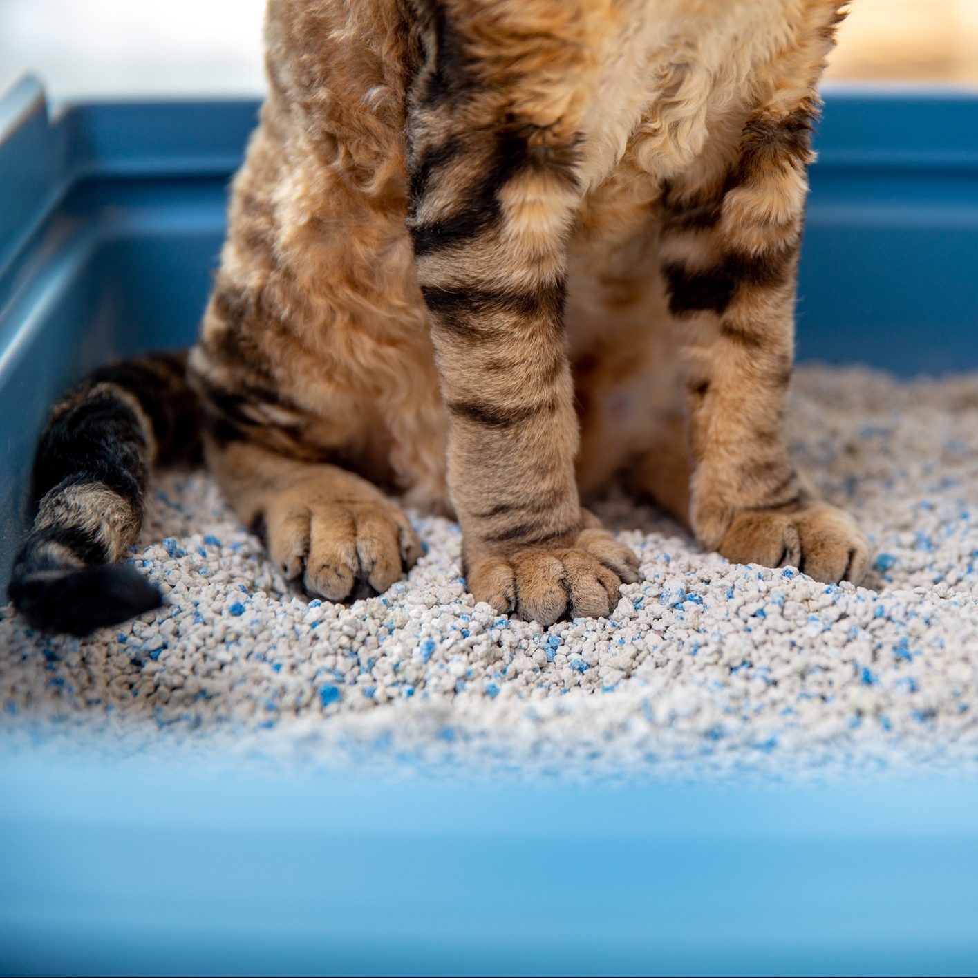 How to Stop Your Cat From Peeing Outside the Litter Box