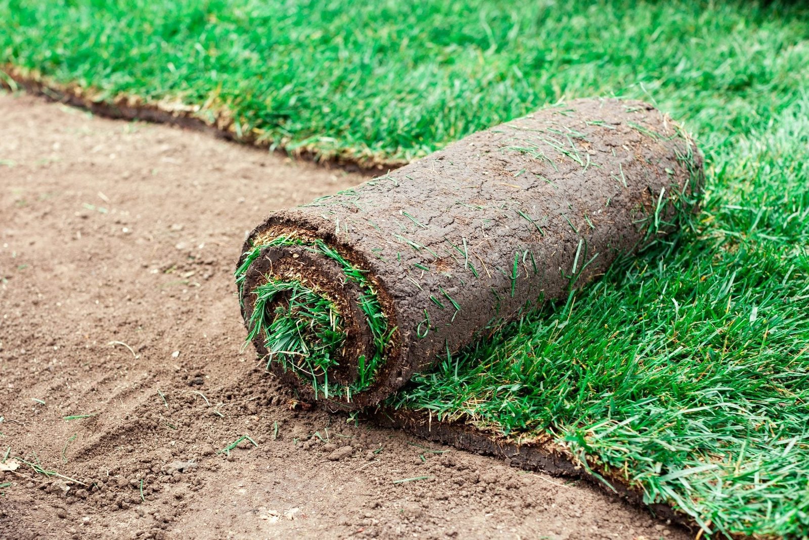 A rolled section of sod lies on bare soil, partially unraveled, with lush green grass visible, surrounded by neatly cut grass and dirt.