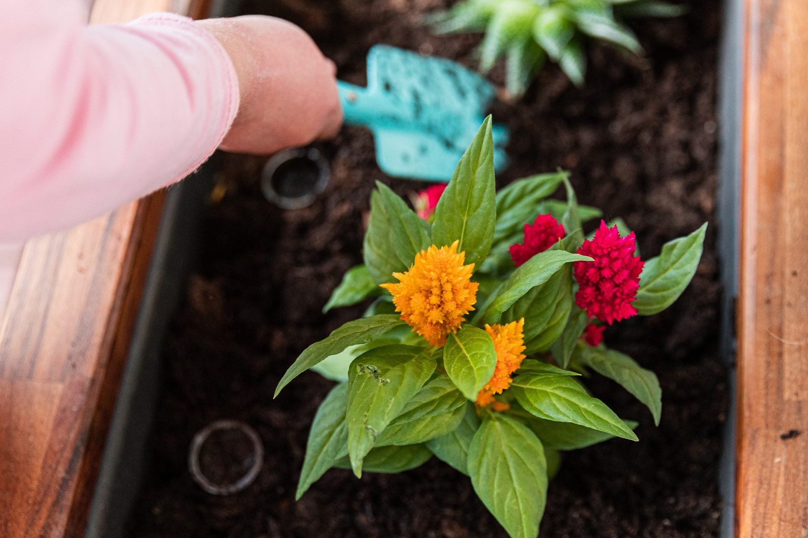 A hand holds a small gardening shovel, digging around vibrant flowers in dark soil, surrounded by a wooden planter and more greenery in the