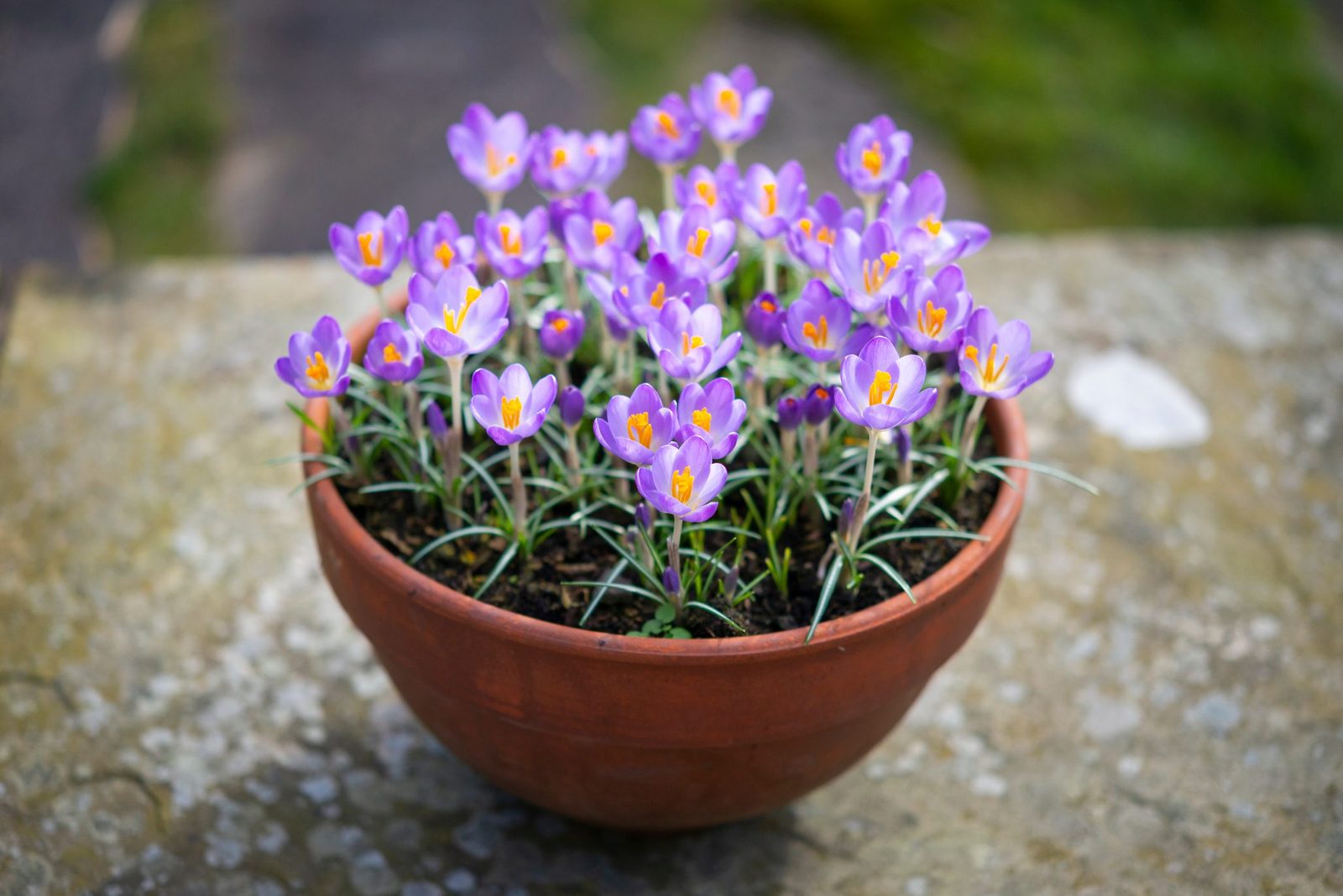 What To Know About Planting Bulbs in Pots