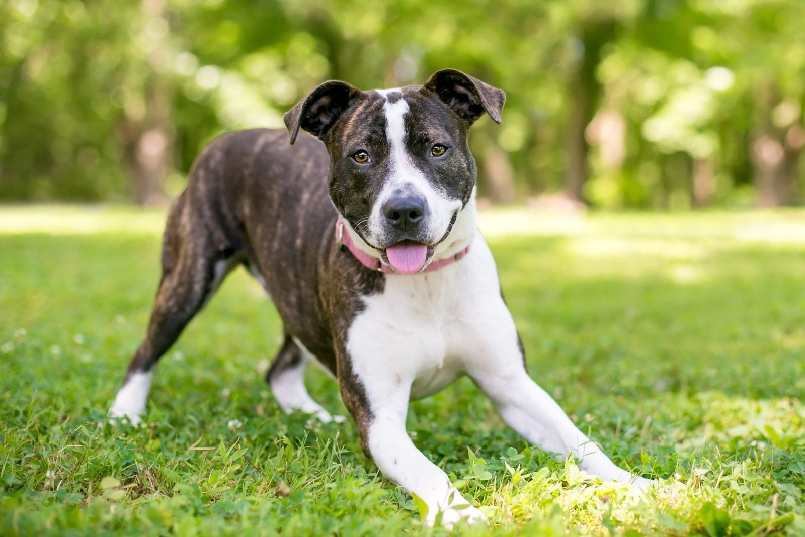 A brindle mixed breed dog in a play bow position
