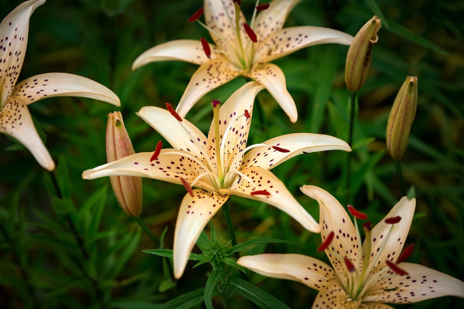 Cream-colored lilies with speckled petals bloom among lush green foliage, some buds remaining closed nearby.
