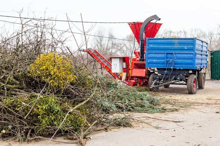 Can You Replant a Christmas Tree?