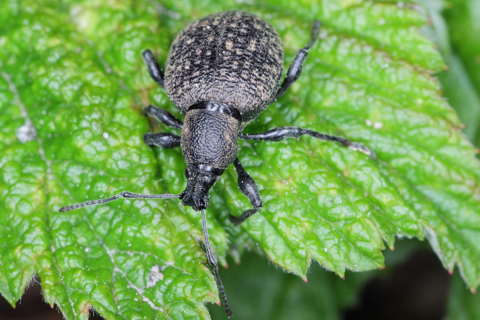 A black weevil is crawling on a textured green leaf, blending into its natural environment among the leaf's contours and veins.