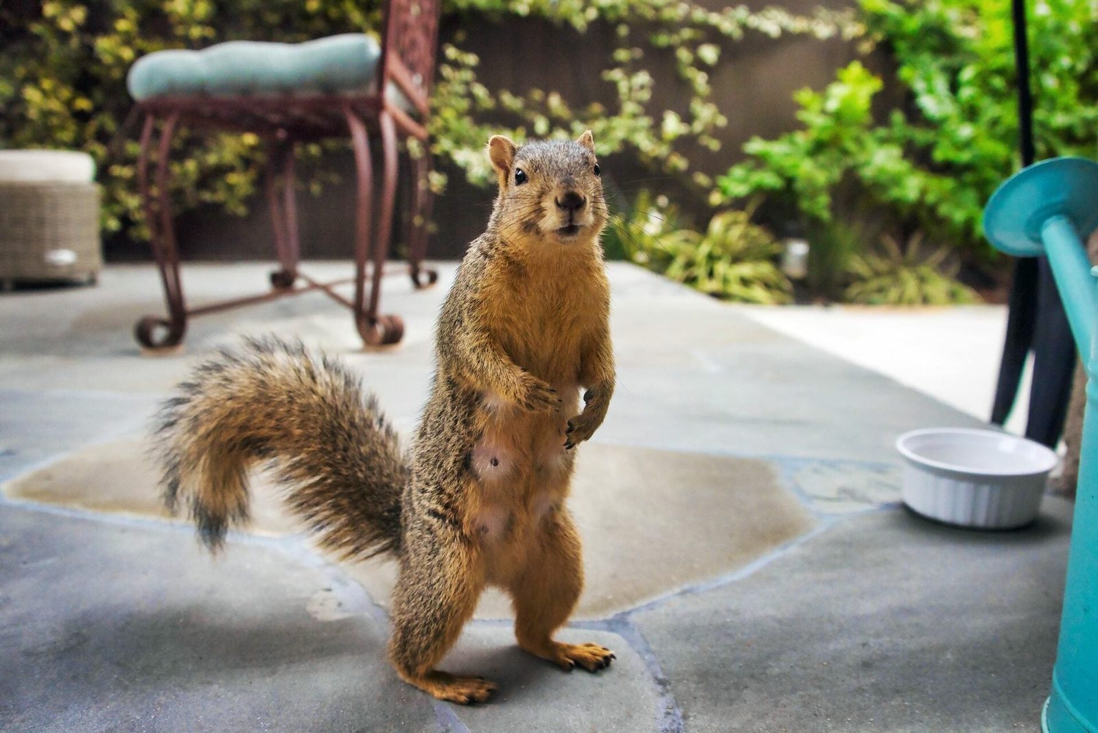 A squirrel stands upright on a stone patio, surrounded by greenery, a chair, a watering can, and a bowl.