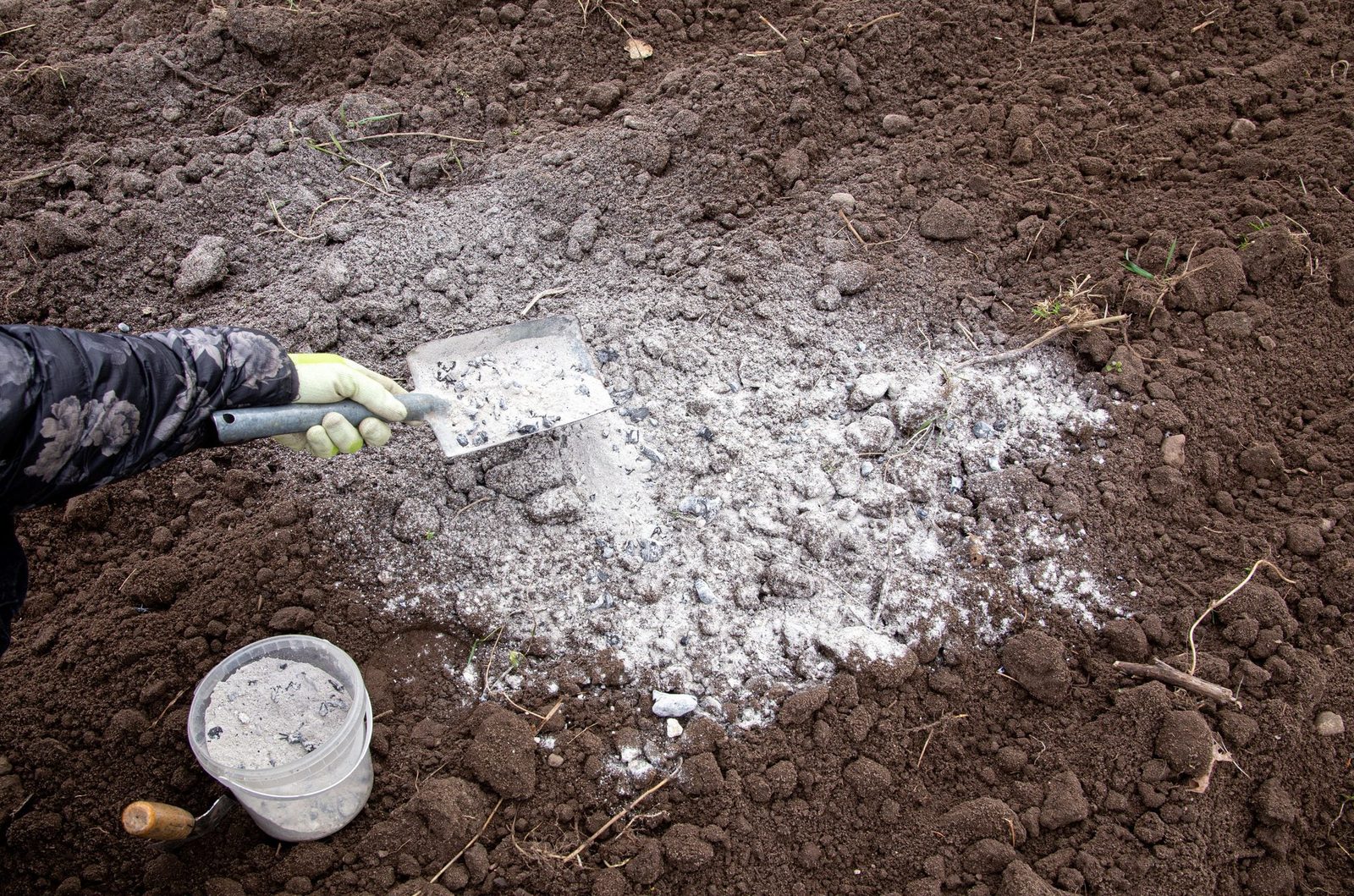 A gloved hand holds a metal scoop, spreading gray ash over dark soil, amid a garden setting with scattered twigs and emerging grass.