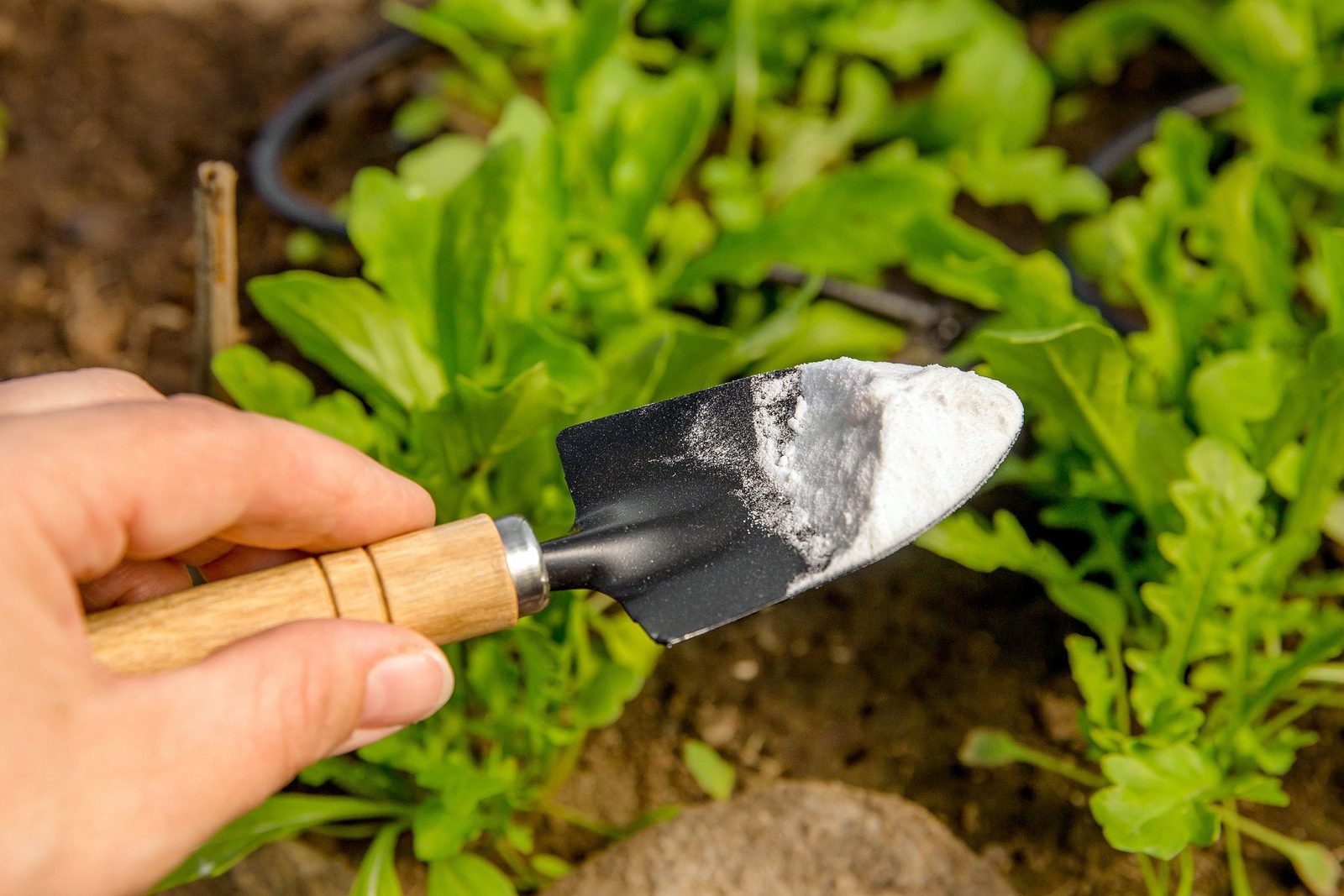 A hand holds a trowel with white powder on the blade, positioned above vibrant green leafy plants in a garden bed.