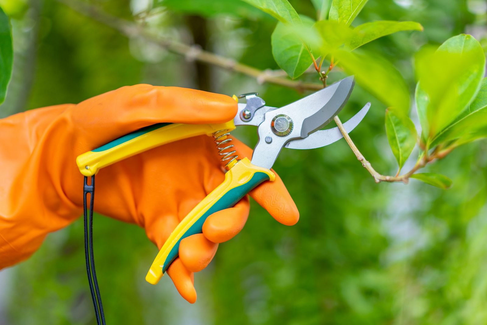 The Best Time to Prune Trees for Healthy Growth